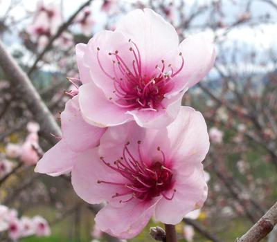 image of Peach (Prunus persica)